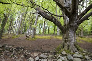 Verwunschener Wald bei Castlewellan