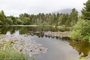 Noch ein Teich, dieses Mal im Wald des Silent Valley Mountain Park in Nordirland