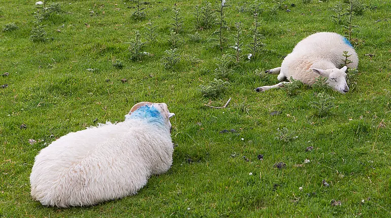 Schafe bei Dunbeg Castle auf Dingle